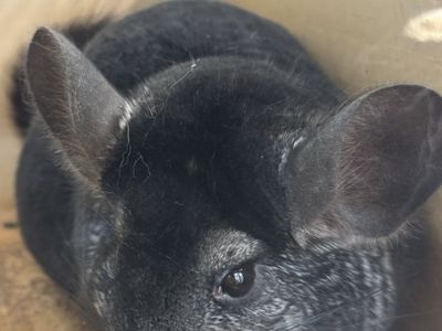 2 Pet Chinchillas