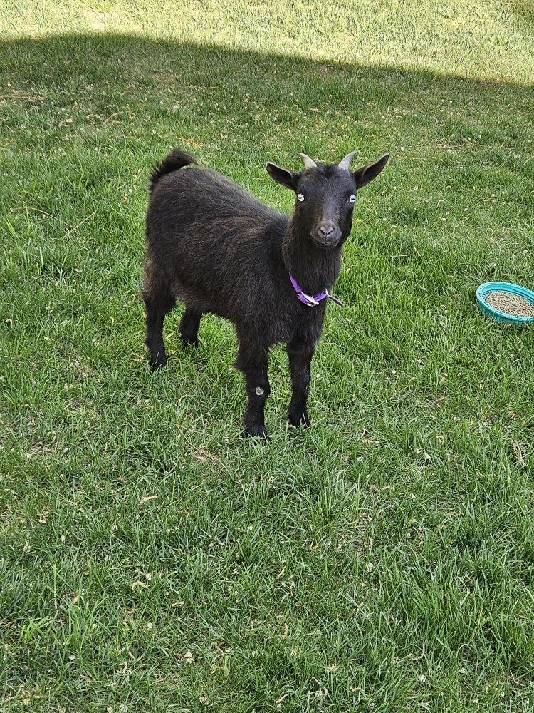 Nigerian Dwarf Goat