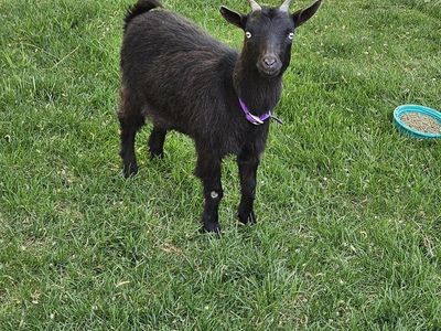Nigerian Dwarf Goat