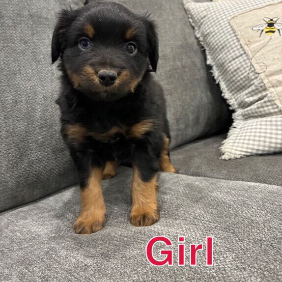 Miniature Australian Shepherd Puppies
