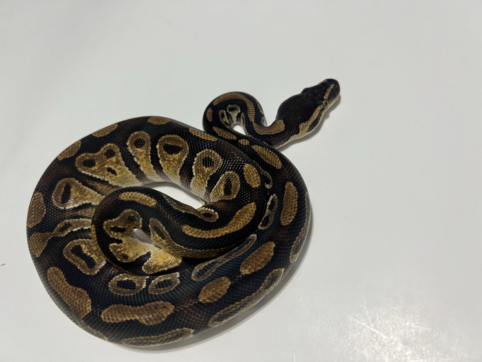 Ball Python Reptile #13