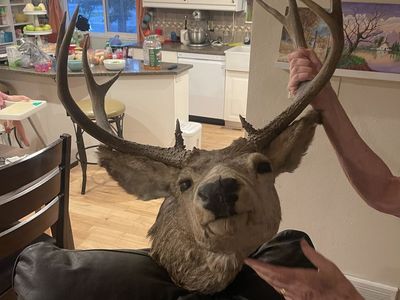 Taxidermy 4 Point Mule Deer