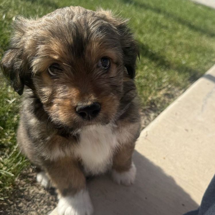 Mixed puppy for sale