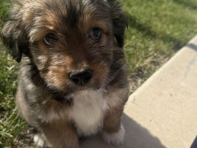 Mixed puppy for sale