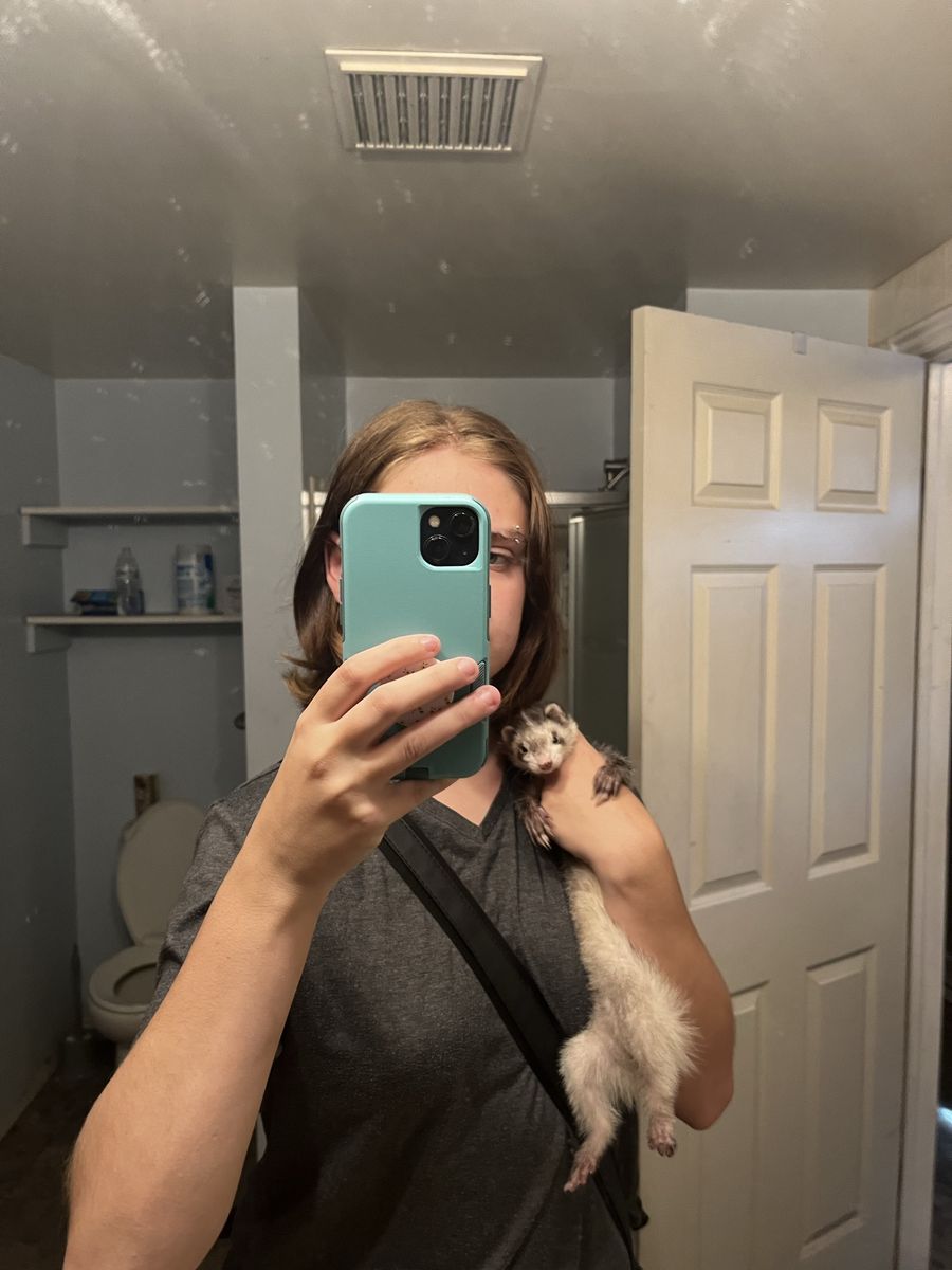 Pet Ferret - Friendly Domestic