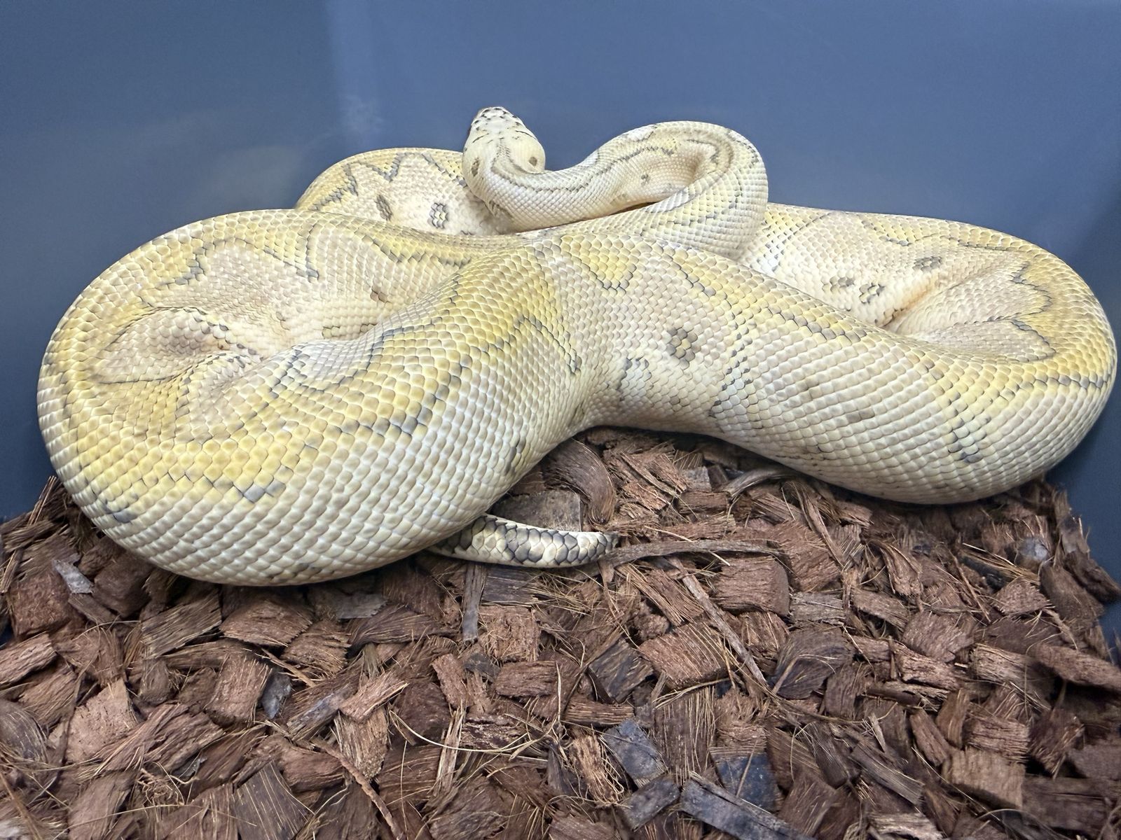 Proven Male: Pastel Special Clown