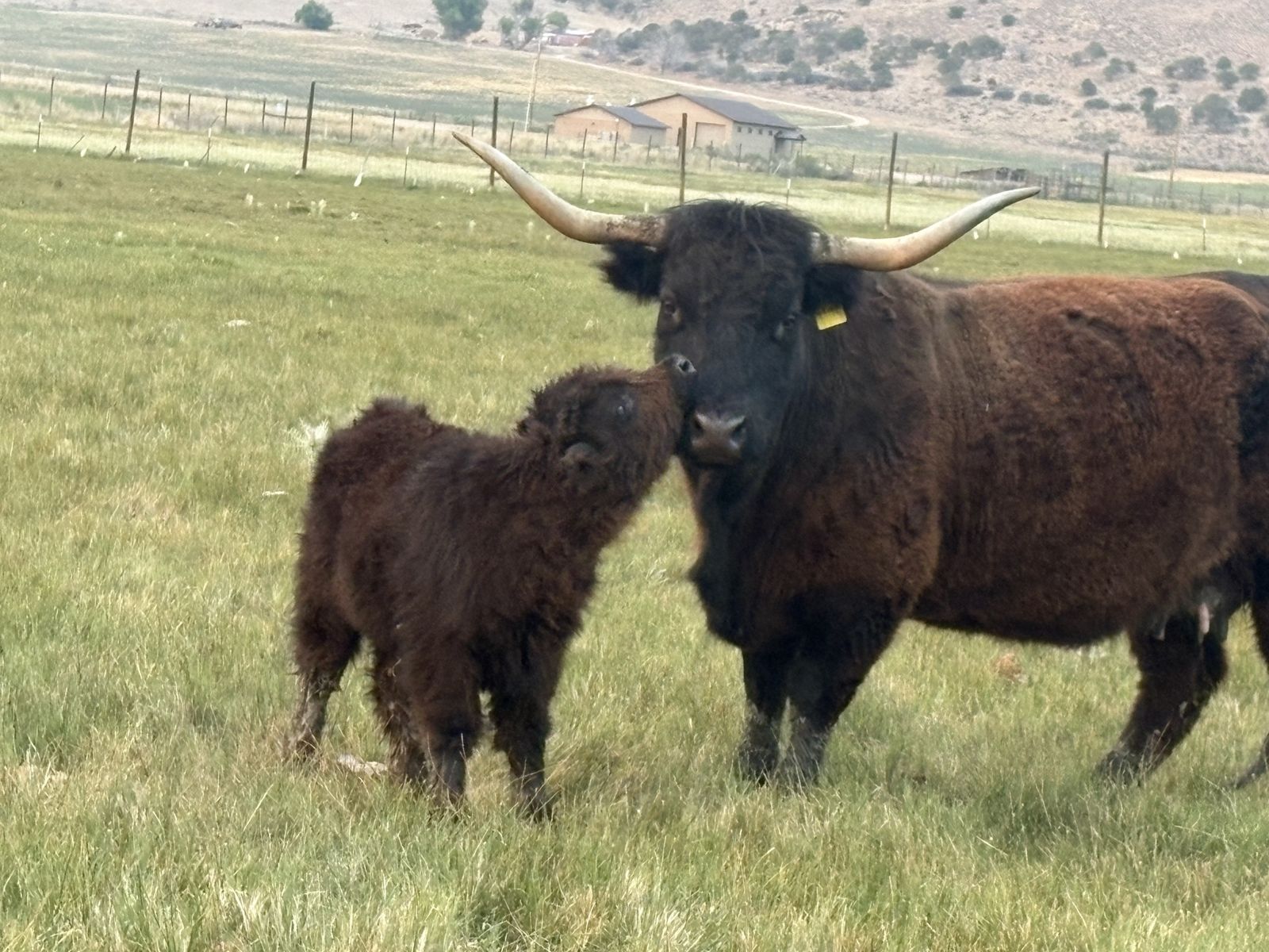 Scottish Highland Cow and calf pair
