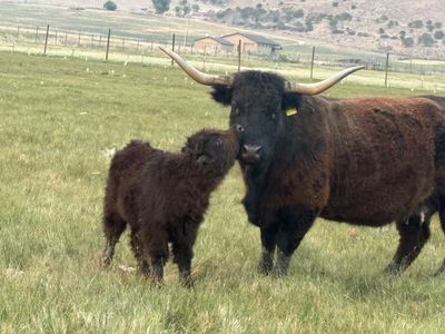 Scottish Highland Cow and calf pair