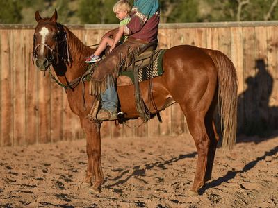 Quarter Horse- Sorrel Gelding