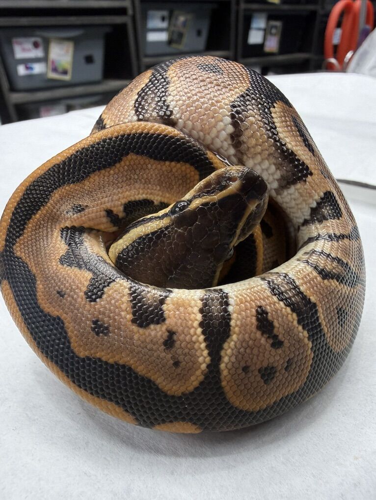 Super Orange Dream Black Pastel