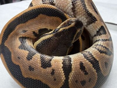 Super Orange Dream Black Pastel