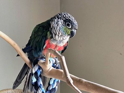 Sweet Handfed birds