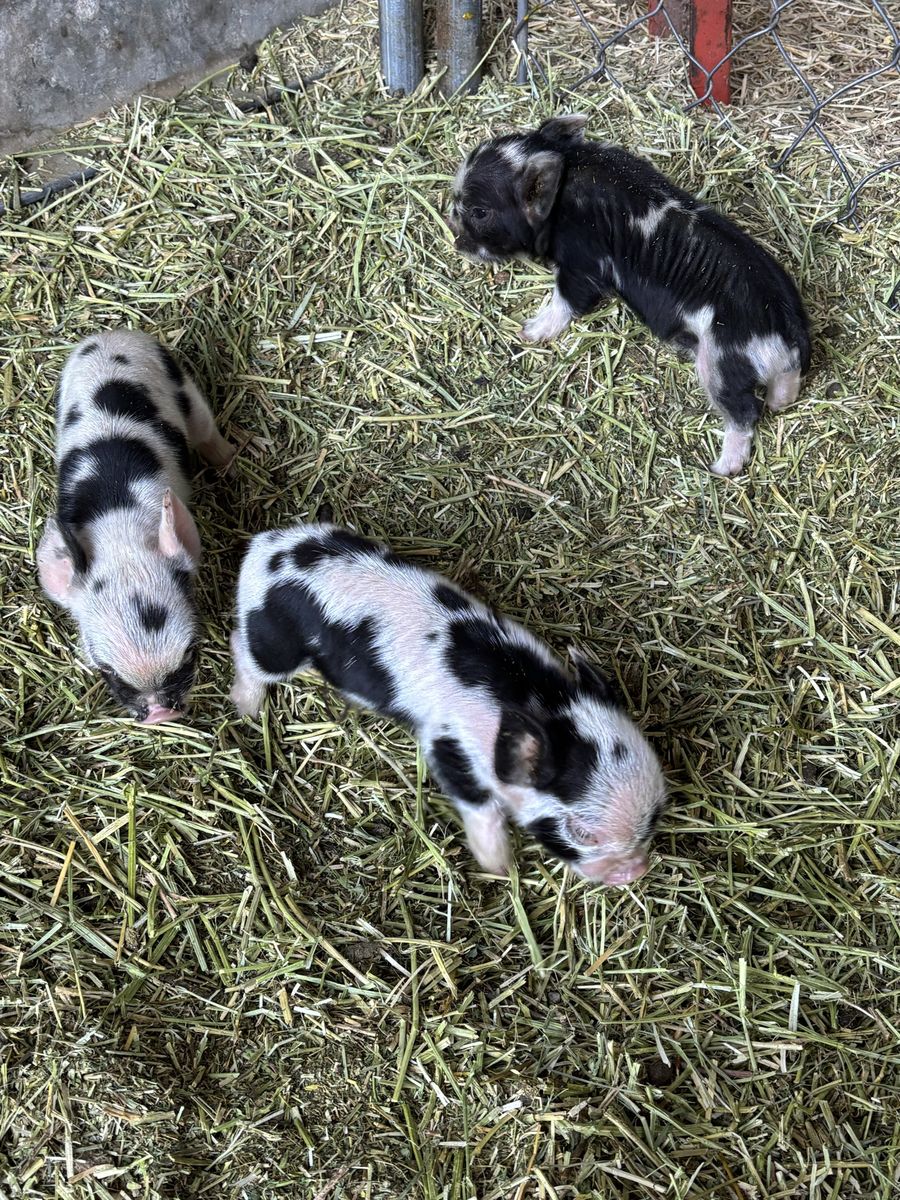 Kune Kune