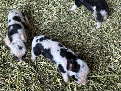 Kune Kune