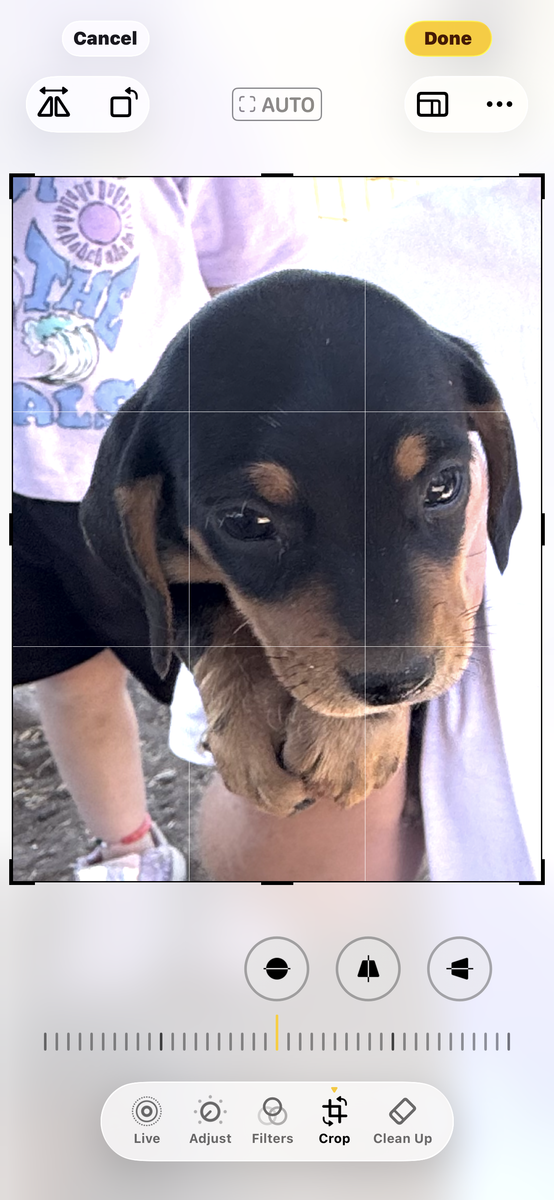 DACHSHUNDS-MINI-  1 FEMALE PUP AVAILABLE coming to nephi on friday august 7