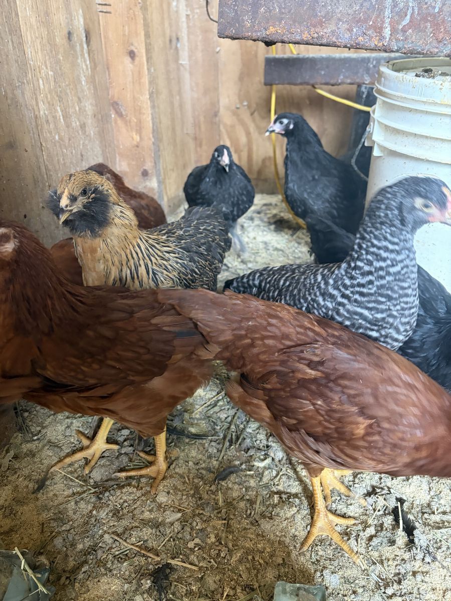 Chicks