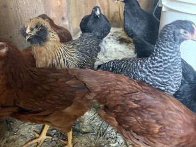 Chicks