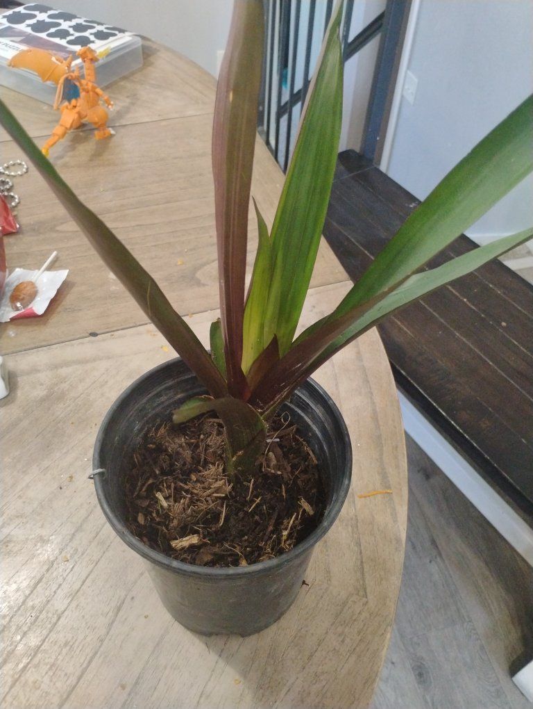 Fresh & Vibrant Starlet Star Plant in Starter Pot