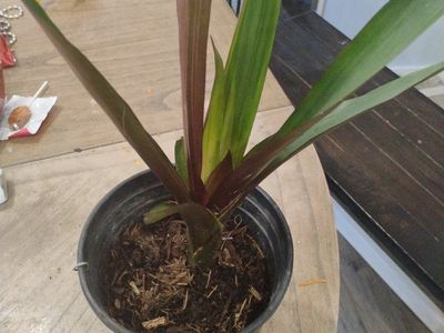 Fresh & Vibrant Starlet Star Plant in Starter Pot