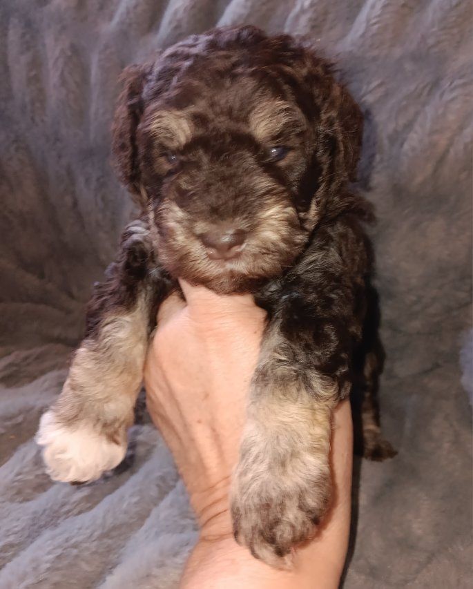 Miniature Schnauzer female #2