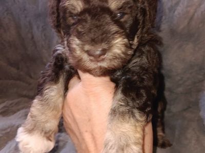 Miniature Schnauzer female #2