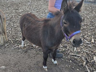Mini Donkey / Pony (Ponkey)