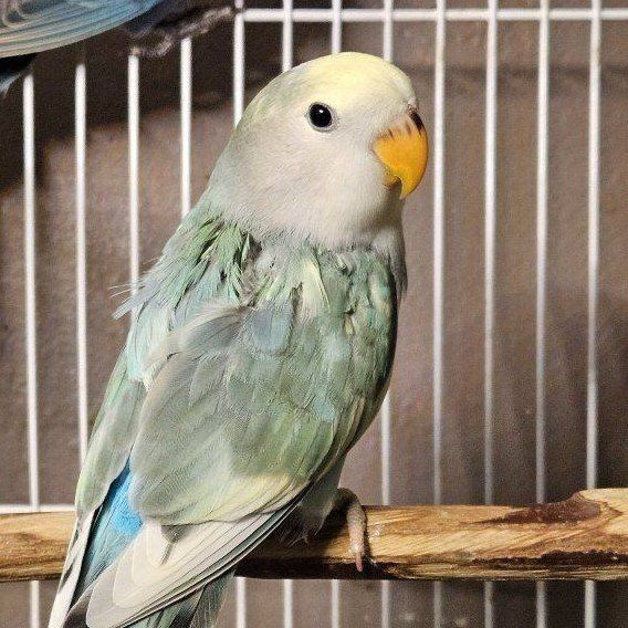 Pied Baby Lovebird