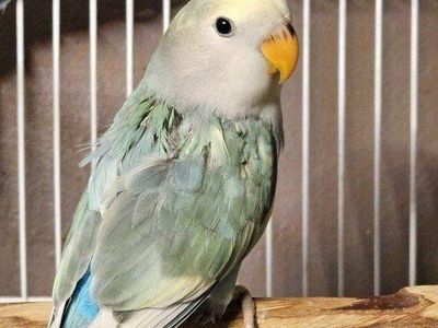 Pied Baby Lovebird