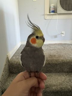 Male Cockatiel