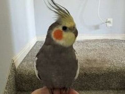 Male Cockatiel