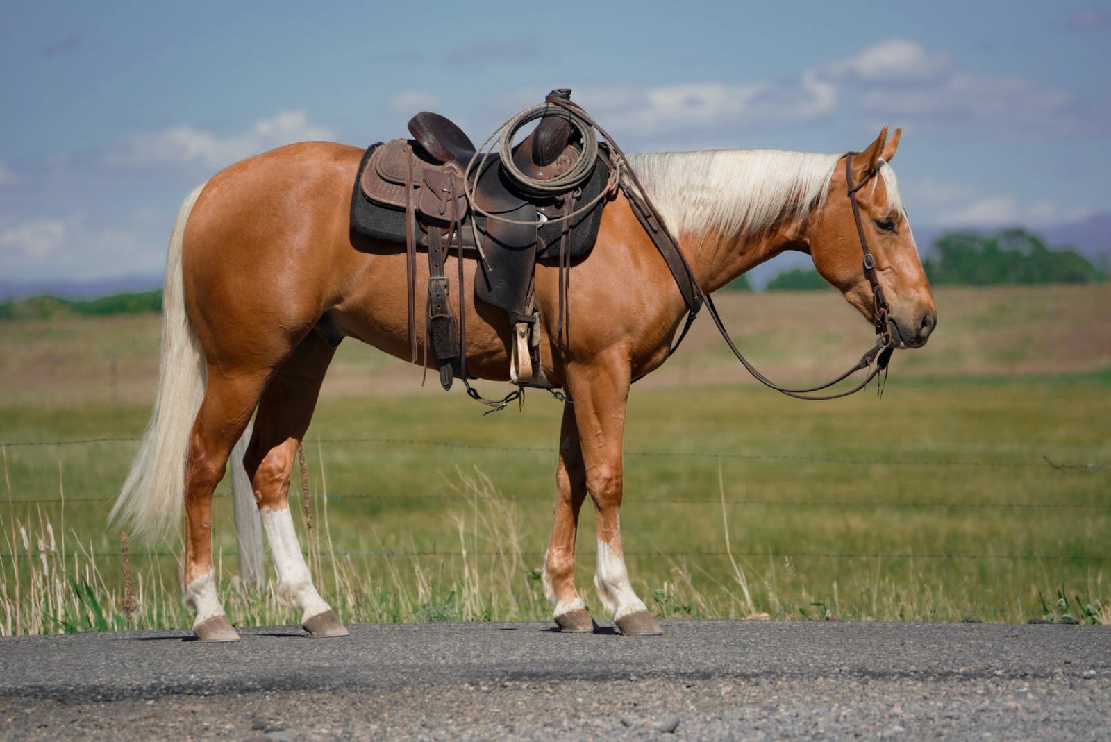 Gorgous Palomino Gelding