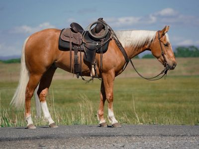 Gorgous Palomino Gelding