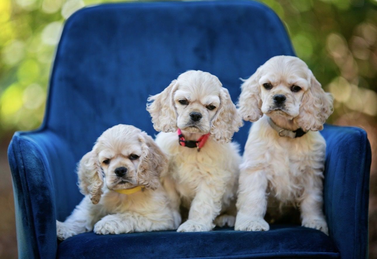 Adorable Cocker Spaniel Puppies - 2 Males (Yellow & Grey Collar), 1 Female (Pink Collar)