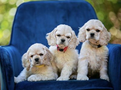 Adorable Cocker Spaniel Puppies - 2 Males (Yellow & Grey Collar), 1 Female (Pink Collar)