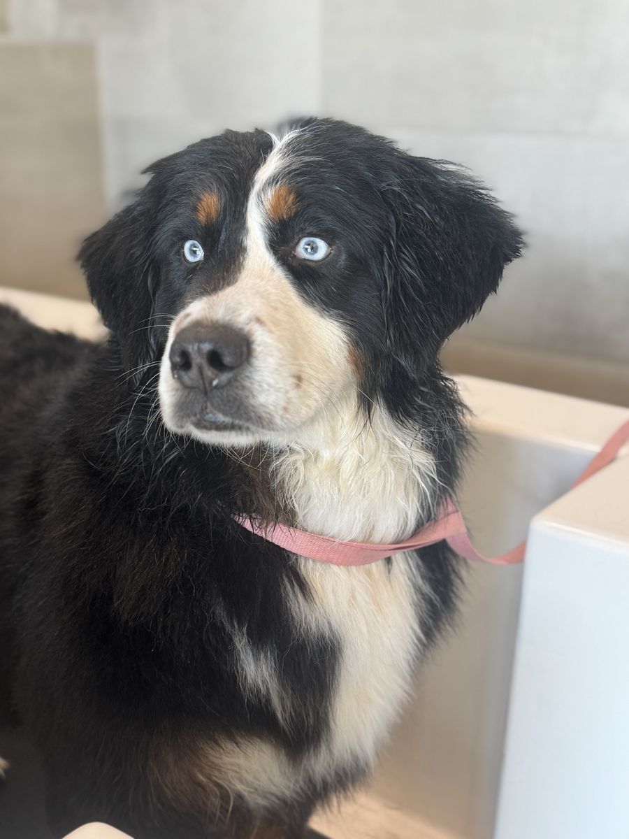 AKC Bernese Mountain Dog