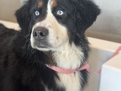 AKC Bernese Mountain Dog