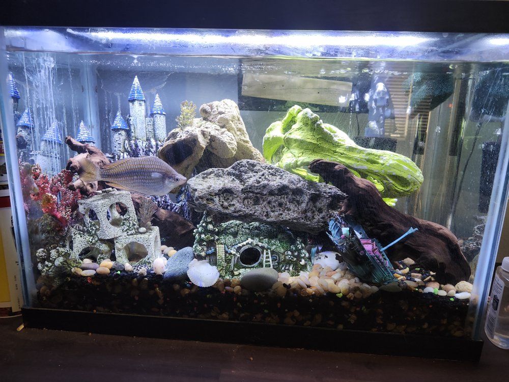 25 gallon fish tank with fish and lots of decorations