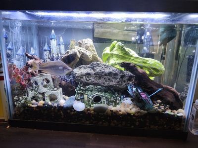 25 gallon fish tank with fish and lots of decorations