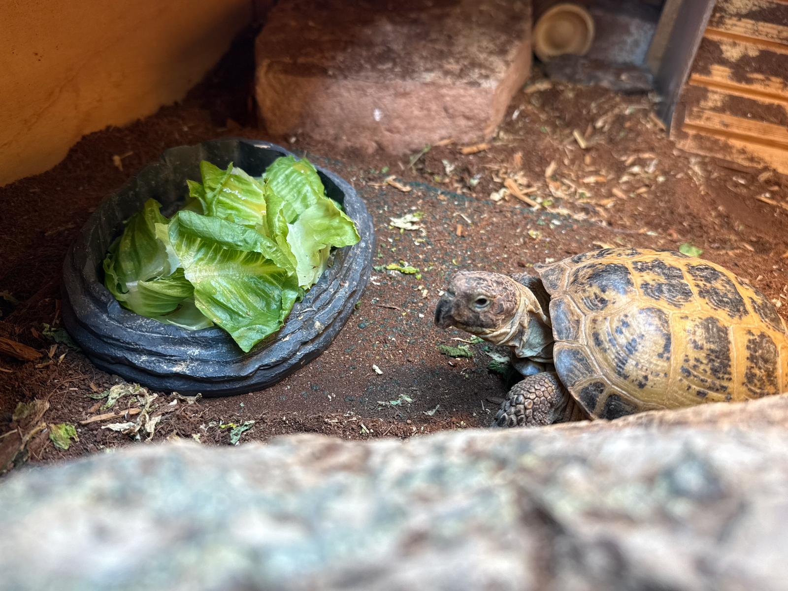 Healthy Russian Tortoise (Male) looking for New Home