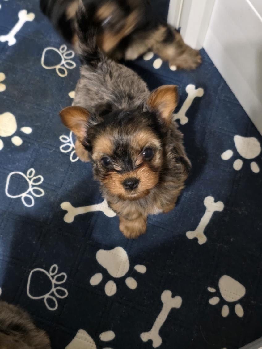 YORKIES FOR SALE!!