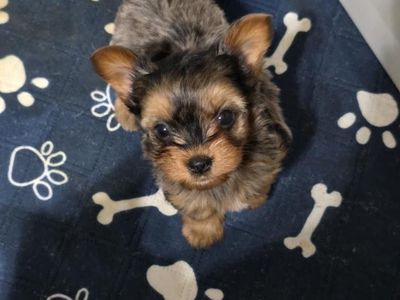YORKIES FOR SALE!!