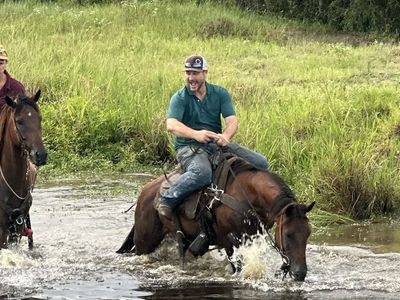 Well-Trained Quarter Horse Mare Experienced in Roping and Trail Riding