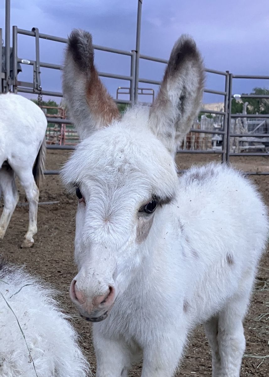 Mini / miniature baby donkey