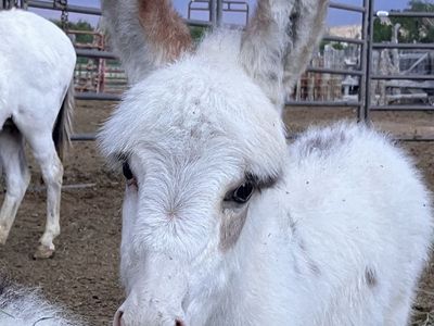 Mini / miniature baby donkey
