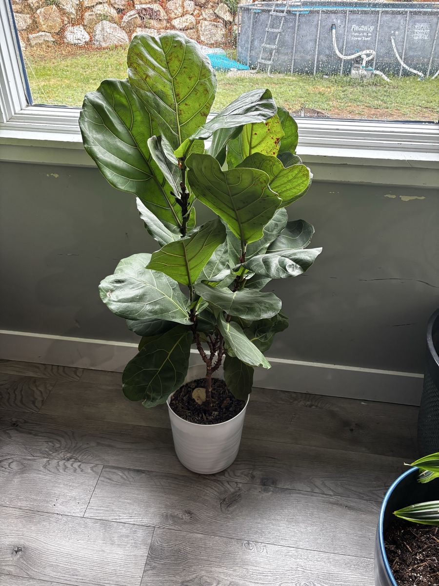 Real Fiddle Leaf Fig Houseplant in White Pot