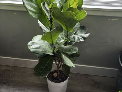 Real Fiddle Leaf Fig Houseplant in White Pot