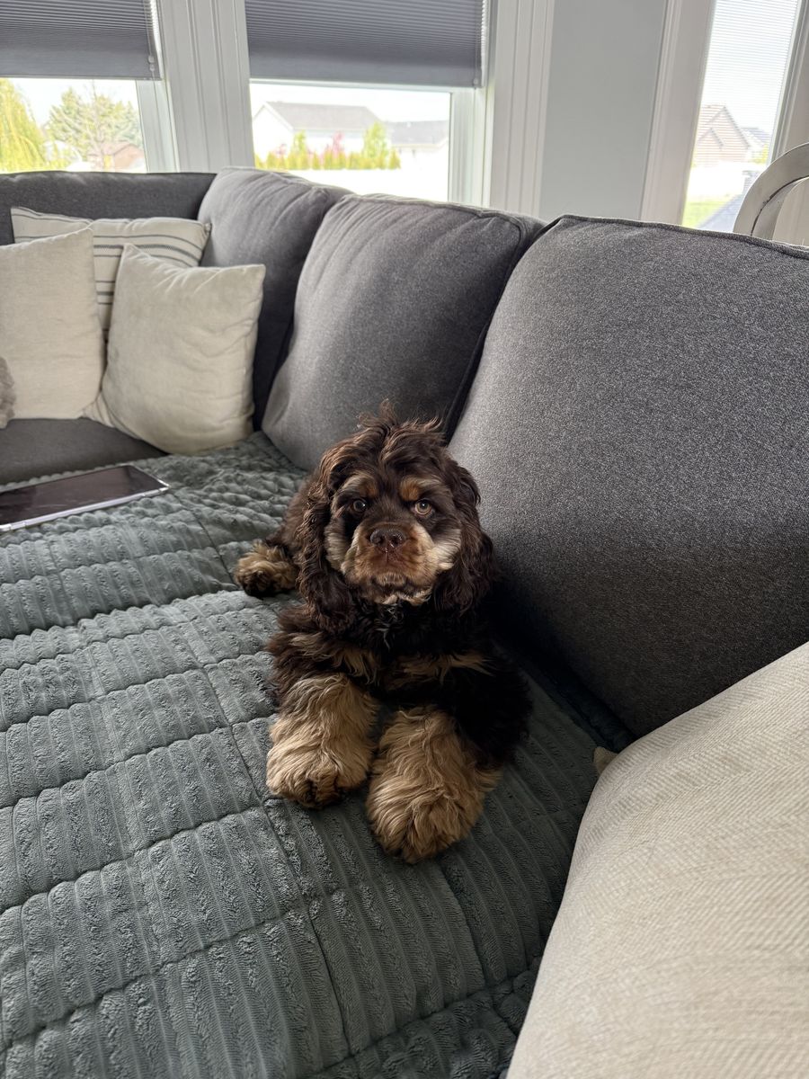 American Cocker Spaniel (rehoming)
