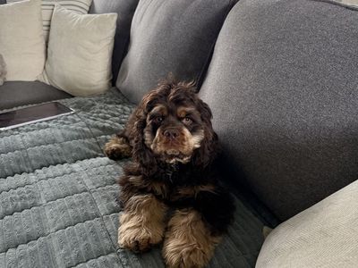 American Cocker Spaniel (rehoming)