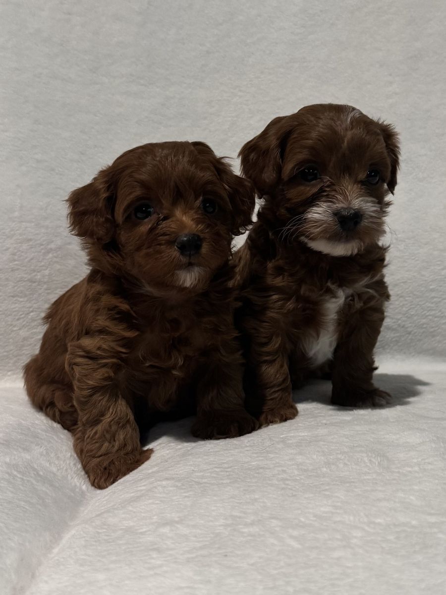 Micro Goldendoodles