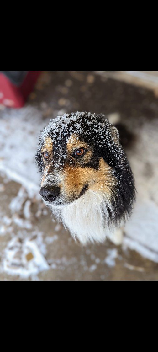 Border collie